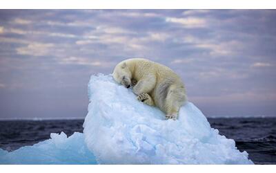 L'orso bianco che dorme sul ghiaccio icona del clima che cambia: la foto vince il Wildlife Photographer of the Year