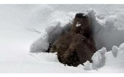L’orso grizzly emerge dalla neve dopo il lungo letargo invernale