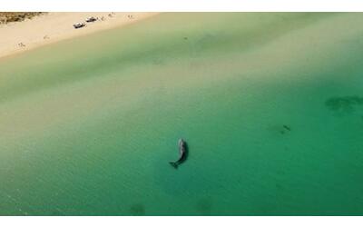 La balena arenata provoca la chiusura della spiaggia nell'Australia occidentale