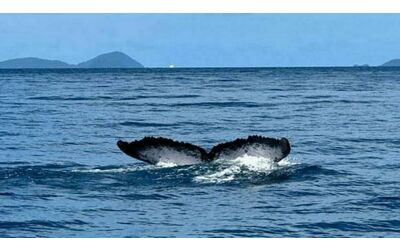 la balena pi rara del mondo stata filmata per la seconda volta nella storia