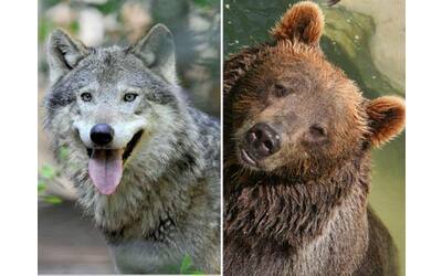 la caccia fa pi paura di lupi e orsi cosa pensano i cittadini delle aree rurali ue dei grandi carnivori