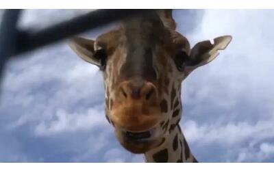 la giraffa benito intraprende un viaggio di 40 ore per andare al caldo e trovare una compagna