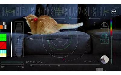 La Nasa invia il video di un gatto che gioca (ma è un esperimento scientifico)