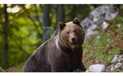 La Provincia di Trento firma il decreto: «L'orso M90 deve essere...