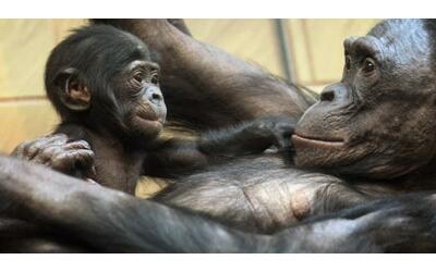 Le scimmie riconoscono amici e membri del loro gruppo anche a distanza di 26...
