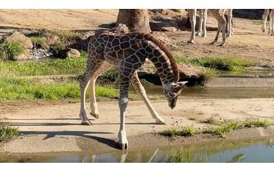 Le zampe sono troppo lunghe: la baby giraffa non riesce ad abbeverarsi dallo stagno