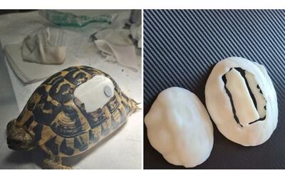 Locorotondo, tartaruga di terra ferita: salvata  grazie a  una corazza stampata in 3D