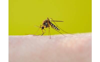 malaria aumentano i contagi e i decessi quali sono i rischi