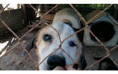 Maltrattamento degli animali, le associazioni: «Una vergogna gli emendamenti...