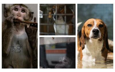 Maltrattamento e uccisione non necessaria: chiusa l’indagine su cani e scimmie da laboratorio alla Aptuit