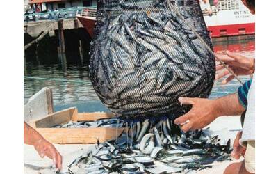ogni anno catturati fino a 2 2 trilioni di pesci selvatici ma la met finisce in pasto ai pesci