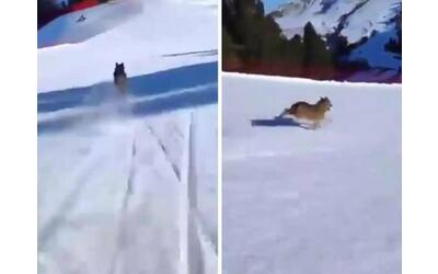 orsi e lupi sulle piste da sci come comportarsi se si incontrano