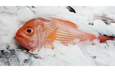 pesce protagonista delle feste come capire se fresco per evitare contaminazioni e fregature