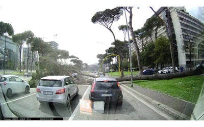 Roma, ecco il video del pino crollato all'Eur, girato da un'auto