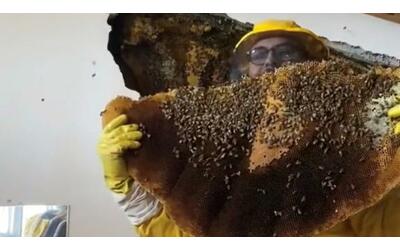 Roma, spaventoso nido con 100mila api scoperto in una villa nel centro di Ardea