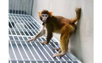scimmia clonata la prima sopravvissuta due anni si aprono scenari contro l infertilit