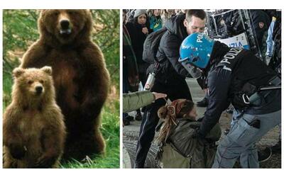 Scontri tra animalisti e polizia ma la legge passa: saranno uccisi 8 orsi...