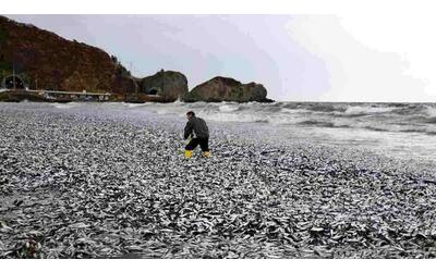 Spiaggia coperta da migliaia di sardine e sgombri morti a Hakodate: il fenomeno mai visto in Giappone
