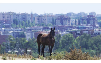 tarquinia uccisi i cavalli in fuga sull aurelia pericolo per gli automobilisti polemica degli animalisti