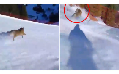 Trentino, insegue il lupo sulla pista da sci per fare un video: l'animale si...