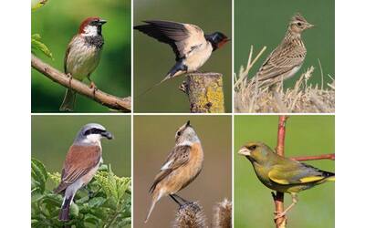 Uccelli, l’allarme Lipu: «Dimezzati in 20 anni nelle aree agricole, il...