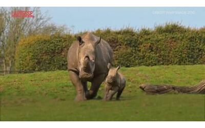 Un esemplare di rinoceronte bianco è nato allo zoo di Whipsnade: il video...