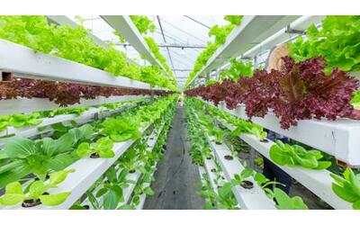 Vertical farming: che cos’è e come funziona l’agricoltura del futuro
