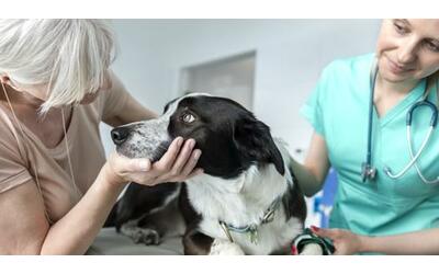 Vita più lunga per i nostri cani: farmaci da sani per guadagnare un anno....