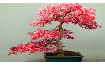 acero palmato il bonsai dai colori autunnali