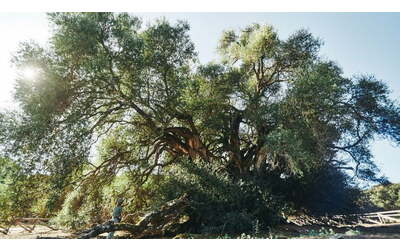 albero europeo dell anno in lizza l ulivo millenario di luras