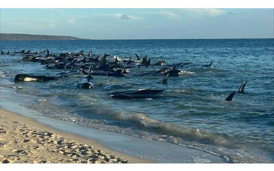 Balene spiaggiate in Australia, maxi operazione per salvarle