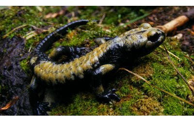 biodiversit dal fratino alla salamandra le specie italiane sempre pi minacciate dalle azioni dell uomo