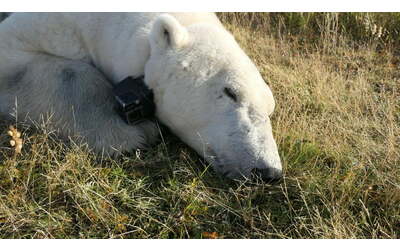 c sempre meno ghiaccio e gli orsi polari rischiano di morire di fame