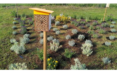 citt a misura di api un progetto per la tutela degli impollinatori