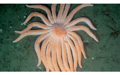 Così la stella marina potrebbe salvare gli ecosistemi marini