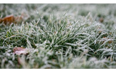 Giardino d'inverno: come difendere le piante dal freddo e prepararle alla...