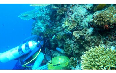 i batteri amici aiuteranno a salvare la barriera corallina delle maldive