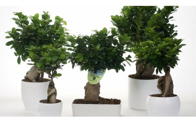 i consigli per coltivare il bonsai ginseng