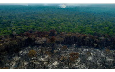 il 47 della foresta amazzonica a rischio entro il 2050 il punto di non ritorno