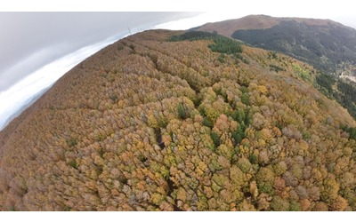 Il cambiamento climatico fa spostare gli alberi. In Toscana il patrimonio...