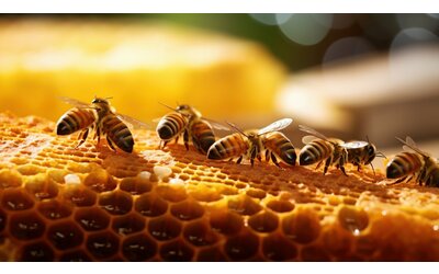 il valore nascosto dell apicoltura per la biodiversit le api come sentinelle ecologiche