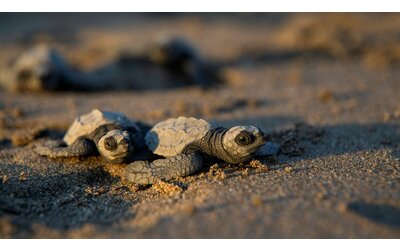 in nicaragua centinaia di baby tartarughe liberate in mare
