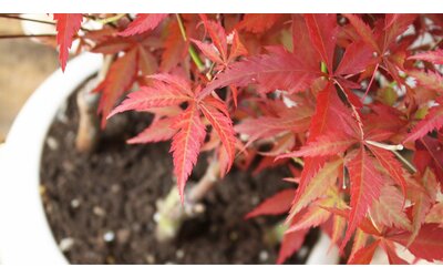 L'acero rosso in versione bonsai: quello che c'è da sapere