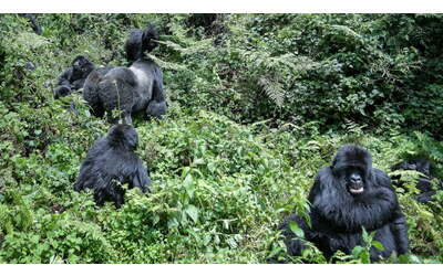 L'estrazione delle terre rare uccide le grandi scimmie africane