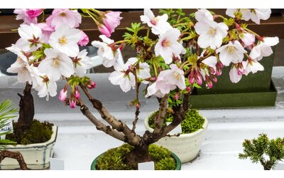 La bellezza del bonsai ciliegio: come prendersene cura