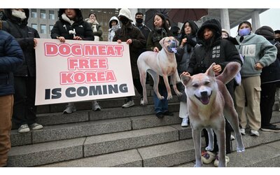 La Corea del Sud dice basta alla carne di cane, stop a macellazione e commercio dal 2027