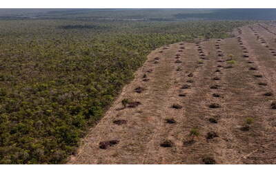 la deforestazione nell amazzonia brasiliana in calo ma allarme per il cerrado