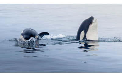 la menopausa allunga la vita ai cetacei cos balene e orche si occupano dei cuccioli