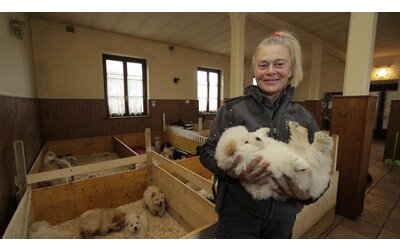 la tratta illegale dei cuccioli dall est europa bulldog da 100 euro rivenduti ai vip per 5000