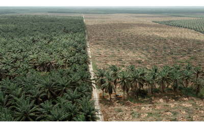 le piantagioni di palme da olio hanno un impatto anche sull acqua